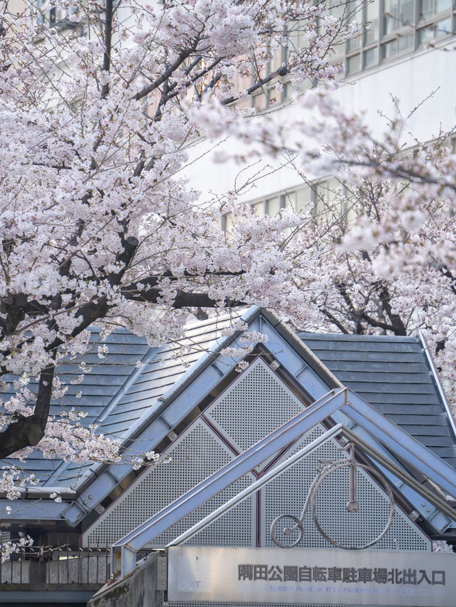 就在淺草！東京最容易去的賞櫻景點、隅田公園