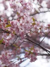 千葉の河津桜🌸佐久間ダム湖