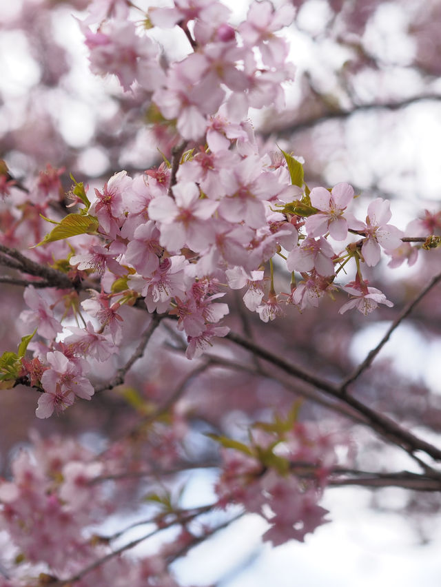 千葉の河津桜🌸佐久間ダム湖