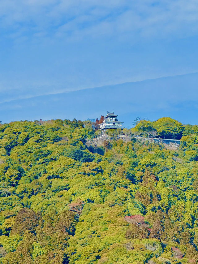 【絶景】世界唯一の美しさを誇る錦帯橋🌉🌸