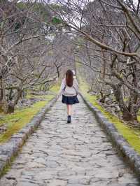 【沖縄/北部】世界遺産今帰仁城跡・伝統的な石垣と絶景