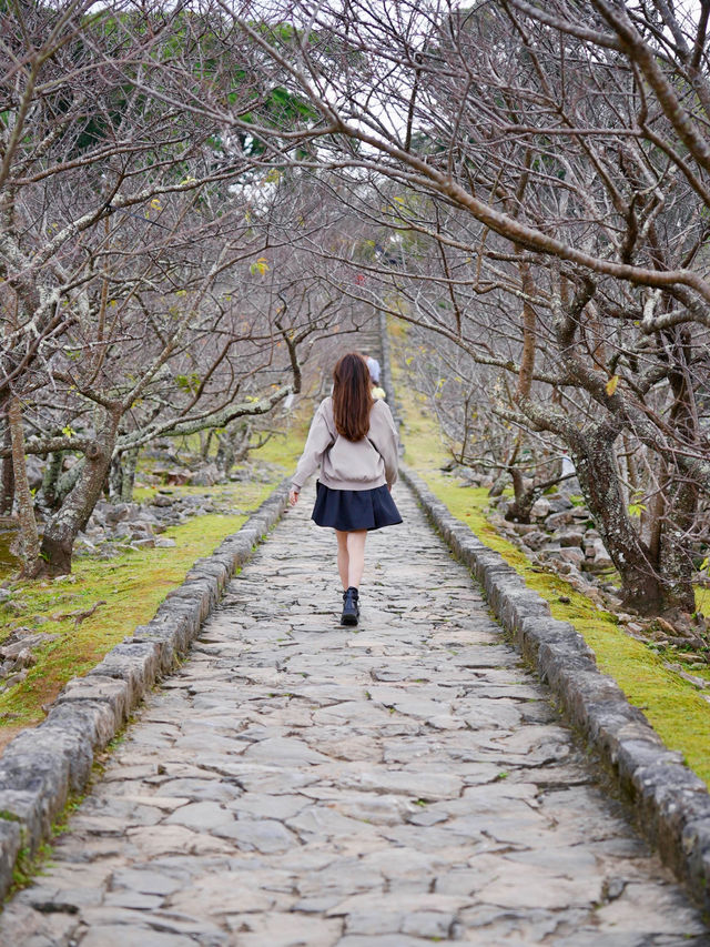 【沖縄/北部】世界遺産今帰仁城跡・伝統的な石垣と絶景