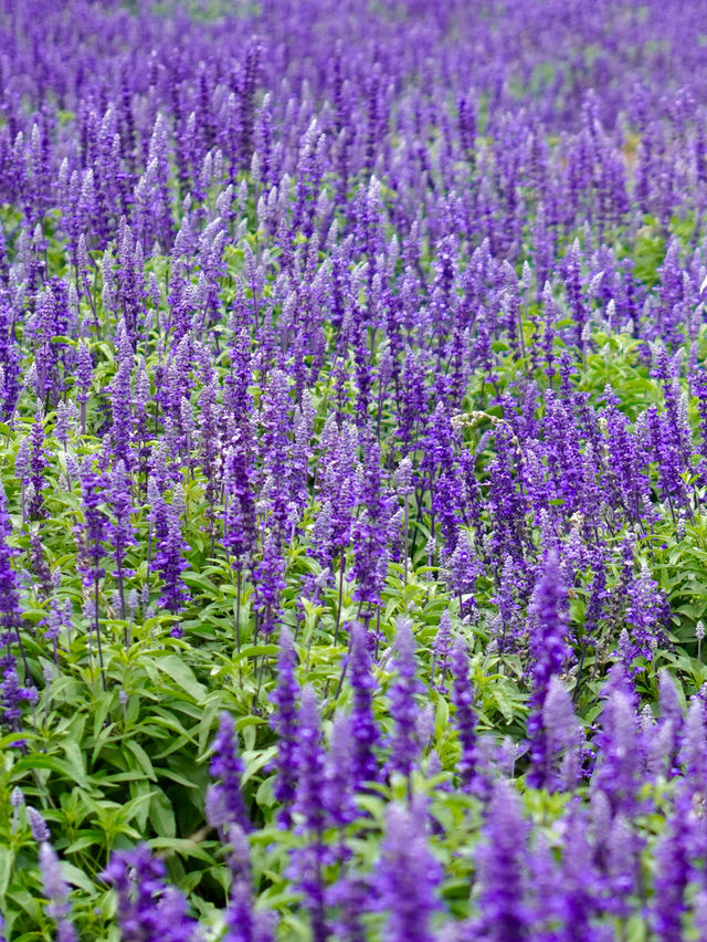 Flowers All Year Round