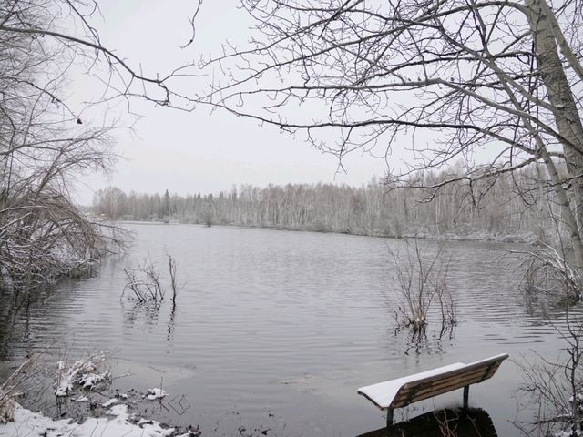 알래스카의 자작나무숲 트래킹을 경험해 보세요! ❄️페어뱅크스❄️