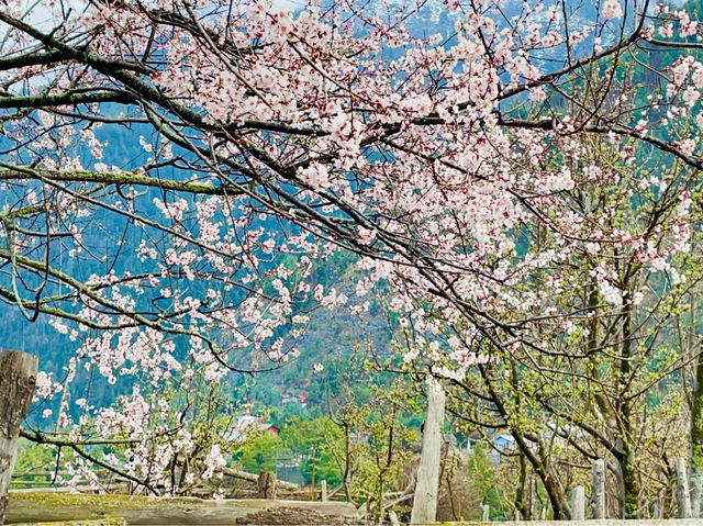 Cherry blossoms just behind the villages.