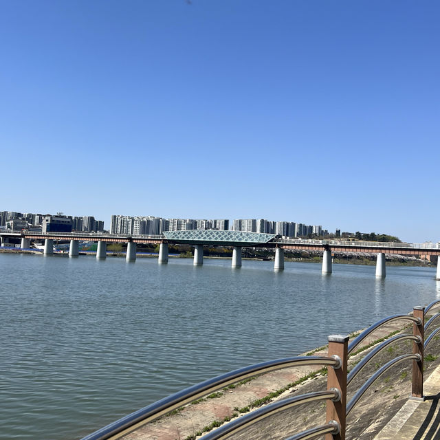 【大邱峨洋橋河畔】漫步櫻花隧道中🌸