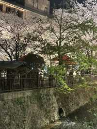 【京都お花見スポット】祇園白川