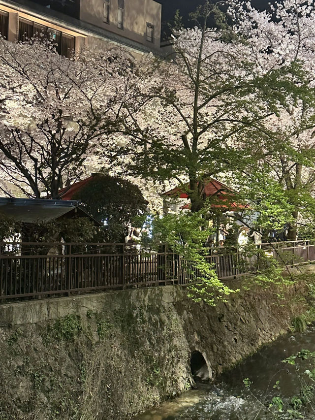 【京都お花見スポット】祇園白川