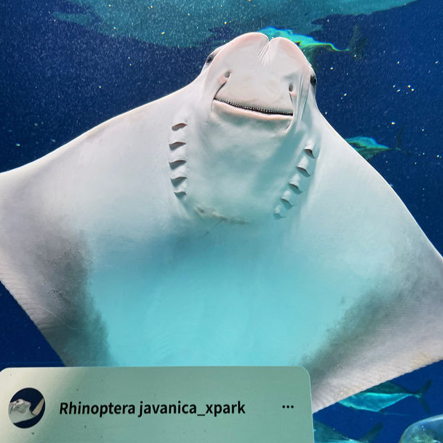 Xpark 🖌️ 全台第一座都會水生公園🦭