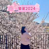 남들보다 빠르게 벚꽃볼 수 있는 청주 벚꽃명소🌸