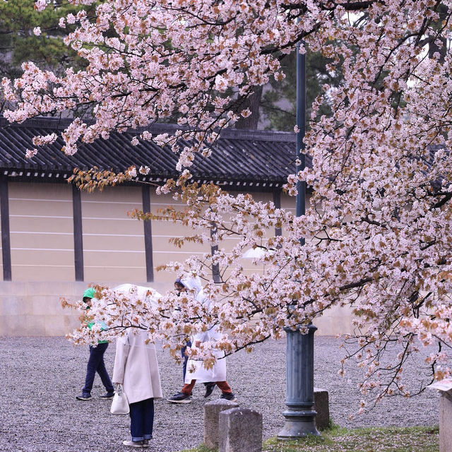 🌸【京都御苑】春日賞花，感受古城氣息🌸