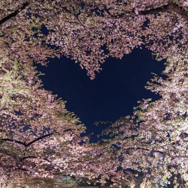 「札幌大通公園～夜櫻景緻」