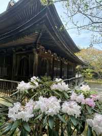 【山口観光】城下町長府の季節を感じられる歴史的寺院