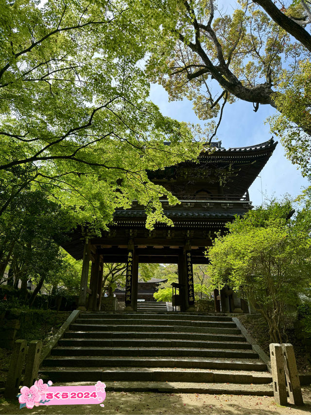 【山口観光】城下町長府の季節を感じられる歴史的寺院