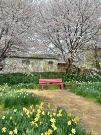 벚꽃과 수선화를 볼 수 있는 거북이마을 🌸🌼
