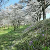 群馬県の桜🌸絶景