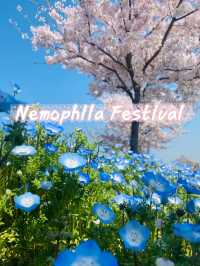  Nemophila Festival งานเทศกาลดอกไม้โอซาก้า