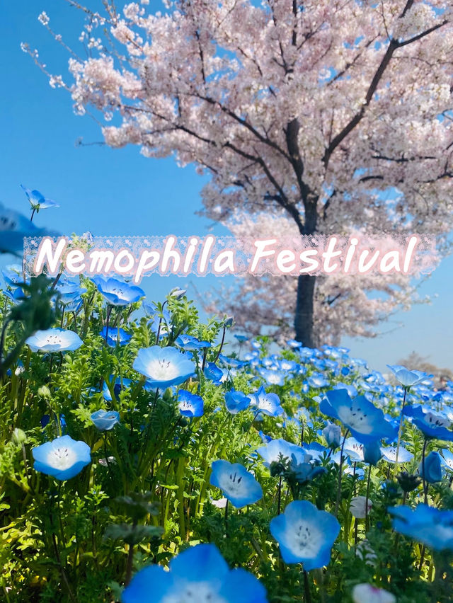  Nemophila Festival งานเทศกาลดอกไม้โอซาก้า