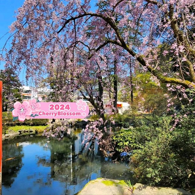 🌸 Flowering at Toyama Family Park 🇯🇵