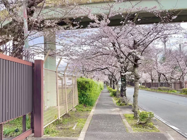 Sakura@ Tenri High School จ.นารา