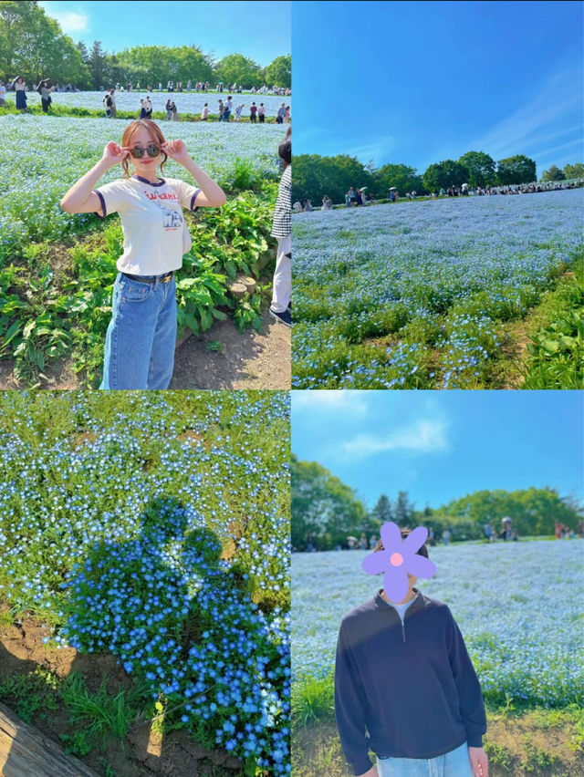 【立川】GWにおすすめ🥳🦋🫧都心から30分で行けるネモフィラ💙🩵【昭和記念公園】