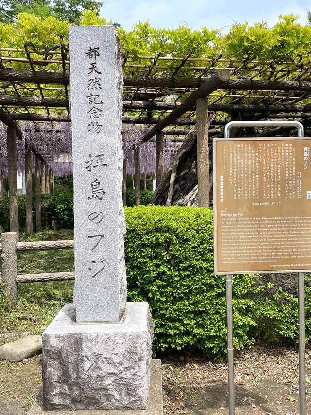 【拝島のフジ/東京都】推定樹齢約800年の巨木