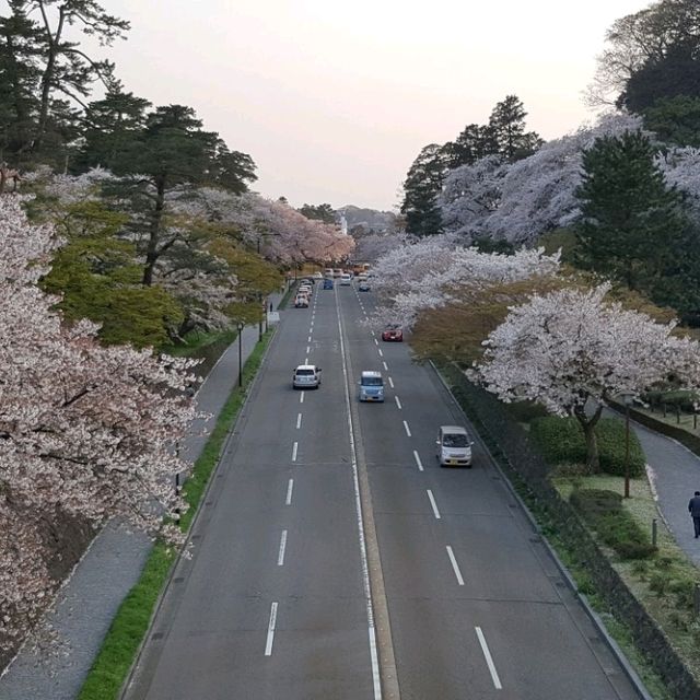 Cherry Blossom at Kanazawa Castle Park