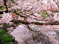 🌸 Cherry blossom bliss! 🌸