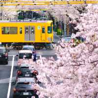 Cherry Blossom in Tokyo,Japan