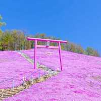 東藻琴芝櫻公園