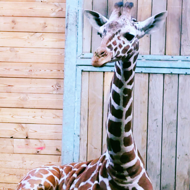 《丹麥🇩🇰 哥本哈根動物園 Copenhagen Zoo》 親子遊好去處