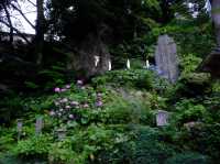 【東京近郊】‼️5月29日開始繡球花盛開見頃活動(2) ‼️ @鎌倉長谷寺，六月必遊景點！