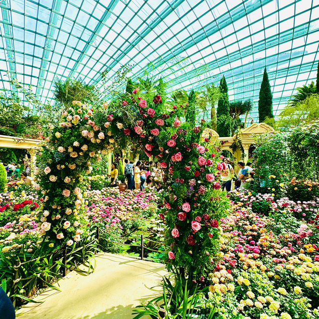 🇸🇬 Embark on a Rose Journey 