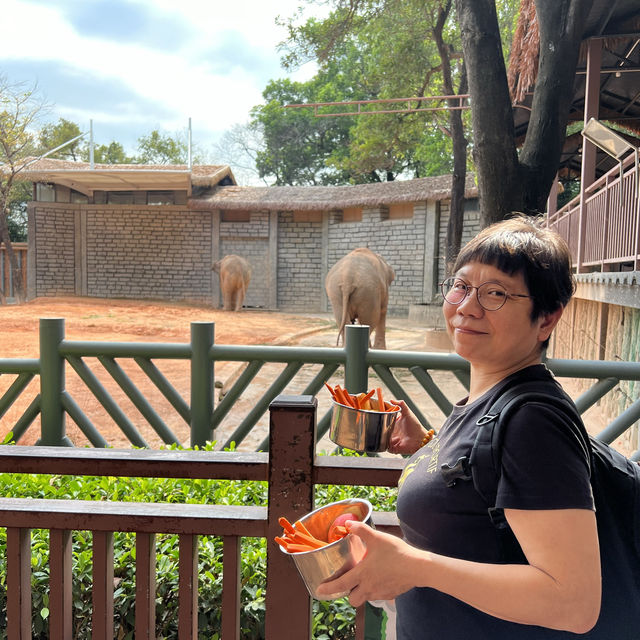 【中山紫馬嶺動物園】乾淨整潔，零距離接觸大笨象🐘！