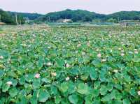 Haman Lotus Theme Park 함안 연꽃테마파크