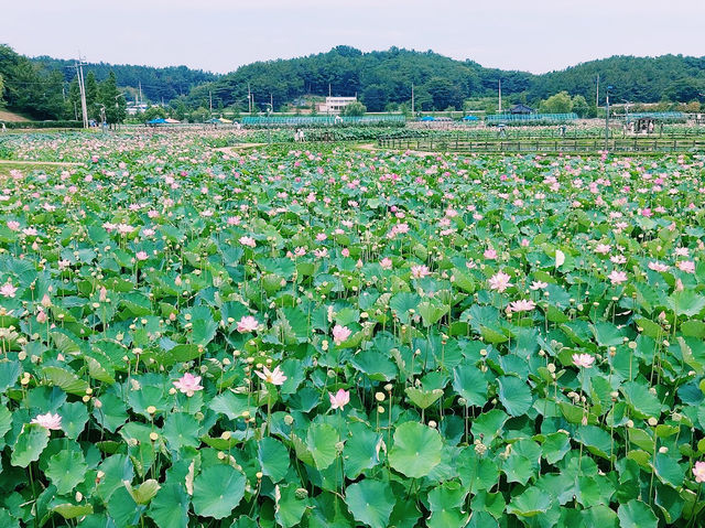 Haman Lotus Theme Park 함안 연꽃테마파크
