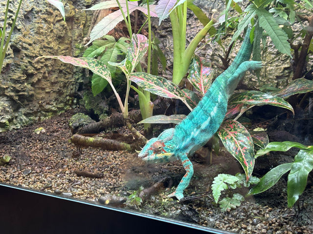臺北市立動物園 Taipei Zoo