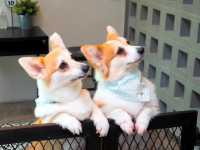 Corgi in the Garden คาเฟ่น้องหมาคอร์กี้