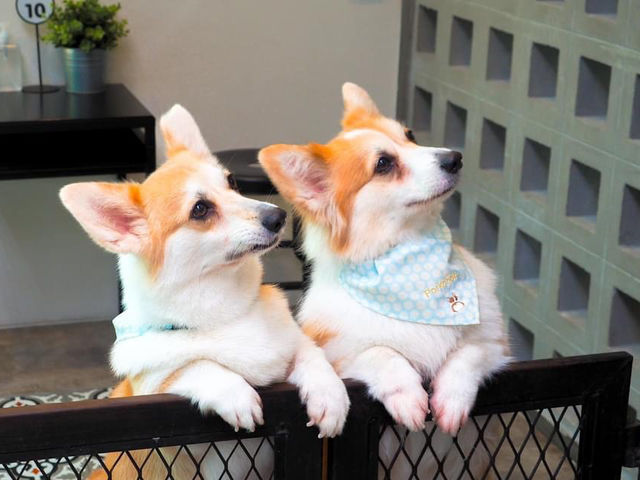 Corgi in the Garden คาเฟ่น้องหมาคอร์กี้