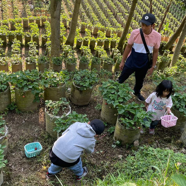Strawberry patch kids