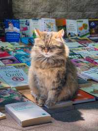 【トルコ】猫の街イスタンブールで見かけた物語のようなワンシーン