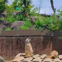 高雄壽山動物園：珍稀動物近距離觀察