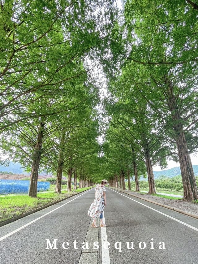 【滋賀】2.4キロ続くメタセコイア並木道