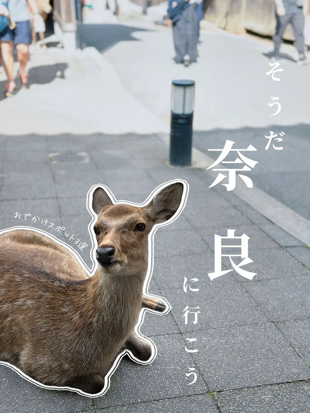 【保存版🔖】奈良旅の王道スポット3選👑1日で巡るプラン付き🗓️‼️
