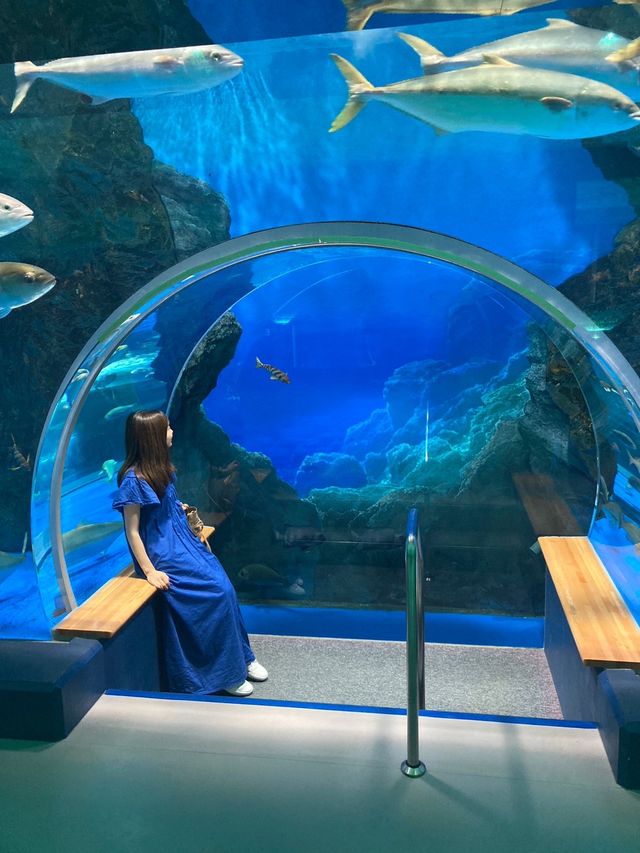 【能登】ジンベイザメに会える幻想的な水族館