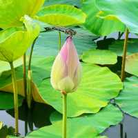 「越南宁平荷花池」夏季拍照背景，探索越南古都華閭