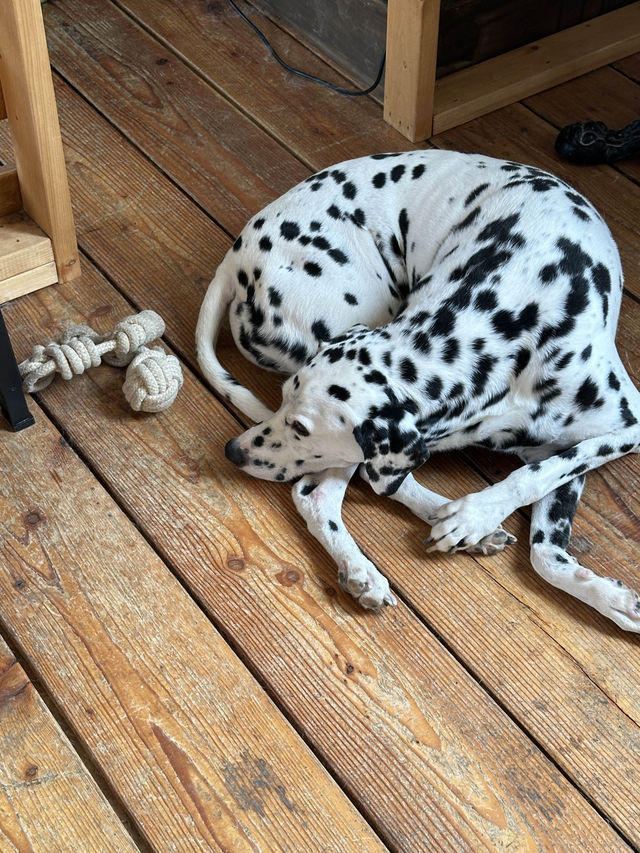 춘천 근교 이국적인 카페 🐶🕊️🤍