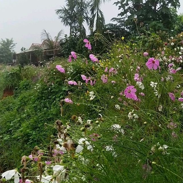บ้านระเบียงนา..ป่าบงเปียง