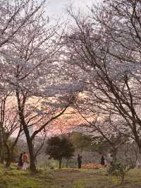 🇰🇷濟州島賞櫻+看日落同時滿足的地方🌸🌅