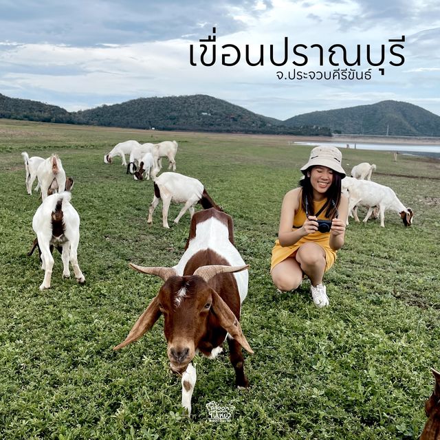 เขื่อนปราณบุรี บรรยากาศดี มีฝูงแพะ ...
